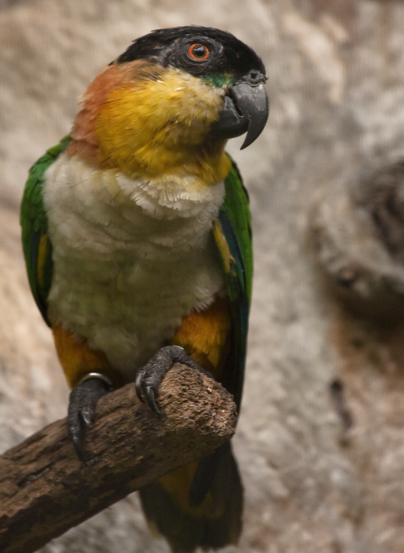 black-headed parrot (Pionites melanocephalus); DISPLAY FULL IMAGE.
