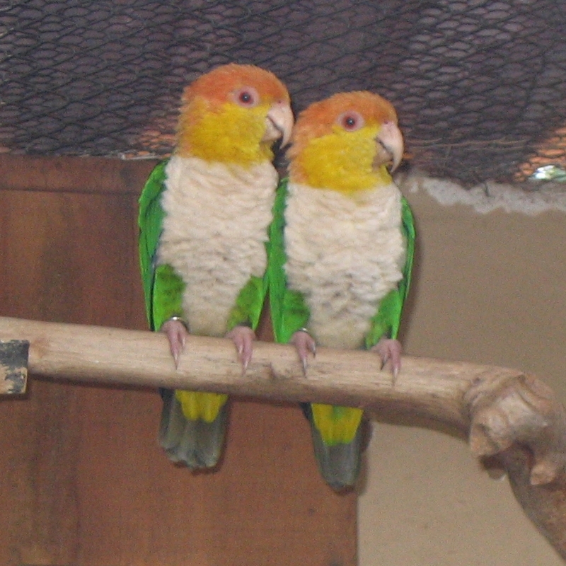 Green-thighed parrot (Pionites leucogaster); DISPLAY FULL IMAGE.