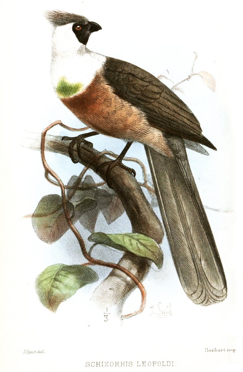 Bare-faced go-away-bird (Corythaixoides personatus); DISPLAY FULL IMAGE.