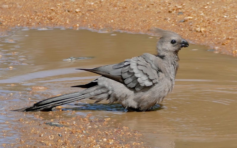 Grey go-away-bird (Corythaixoides concolor); DISPLAY FULL IMAGE.