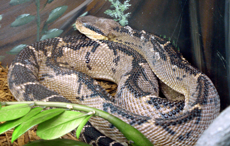 Central American bushmaster (Lachesis stenophrys); DISPLAY FULL IMAGE.