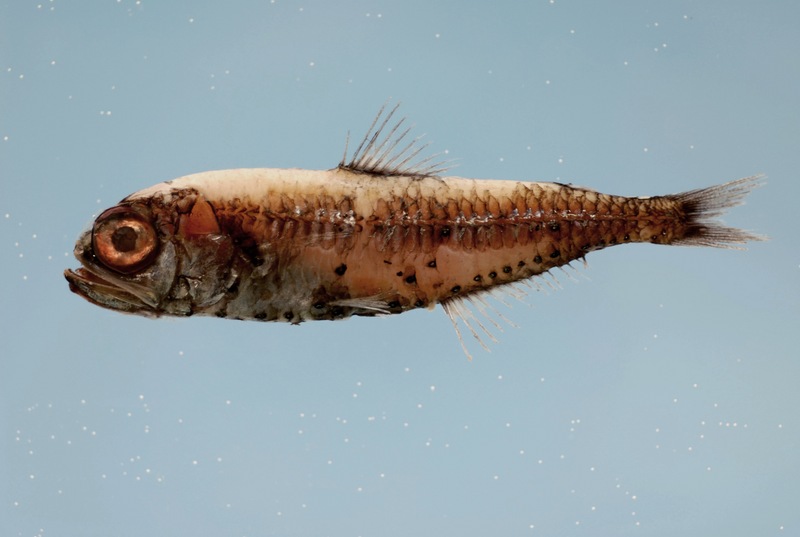 Bluntsnout lanternfish (Myctophum obtusirostre); DISPLAY FULL IMAGE.