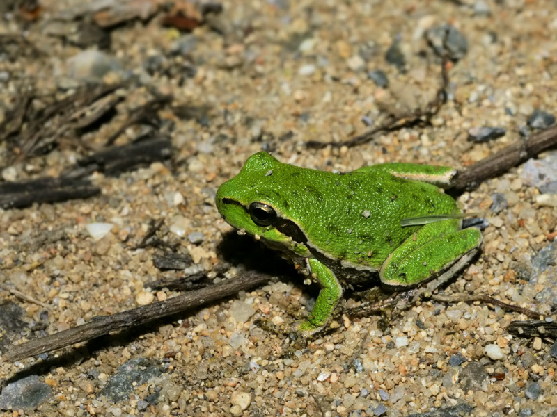Sardinian tree frog, Tyrrhenian tree frog (Hyla sarda); DISPLAY FULL IMAGE.