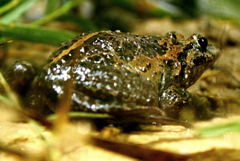 Hula painted frog (Latonia nigriventer); DISPLAY FULL IMAGE.