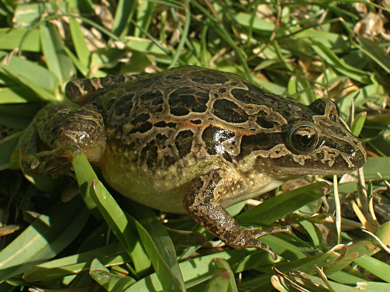 Iberian painted frog (Discoglossus galganoi); DISPLAY FULL IMAGE.