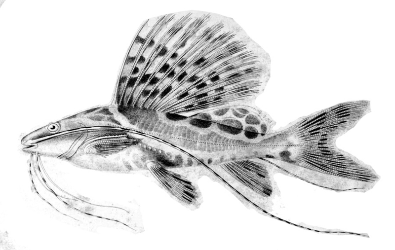 Sailfin pim catfish (Leiarius pictus); DISPLAY FULL IMAGE.