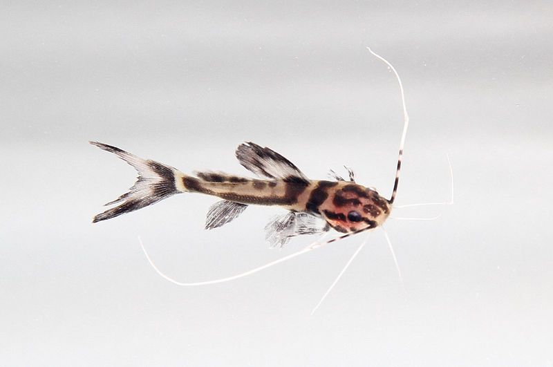 Marbled pim catfish (Leiarius marmoratus); DISPLAY FULL IMAGE.