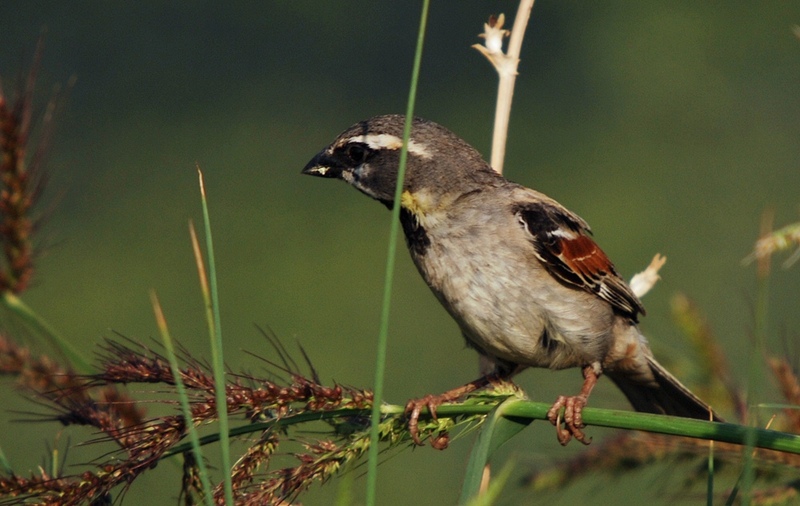 Dead Sea sparrow (Passer moabiticus); DISPLAY FULL IMAGE.