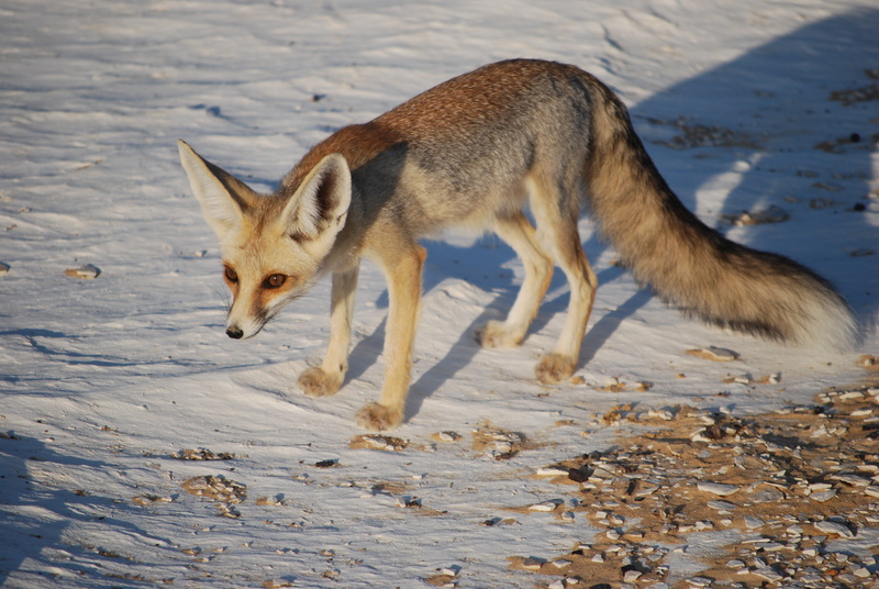 Rüppell's fox, Rueppell's fox (Vulpes rueppellii); DISPLAY FULL IMAGE.