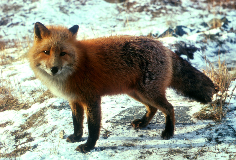American red fox (Vulpes vulpes fulvus); DISPLAY FULL IMAGE.