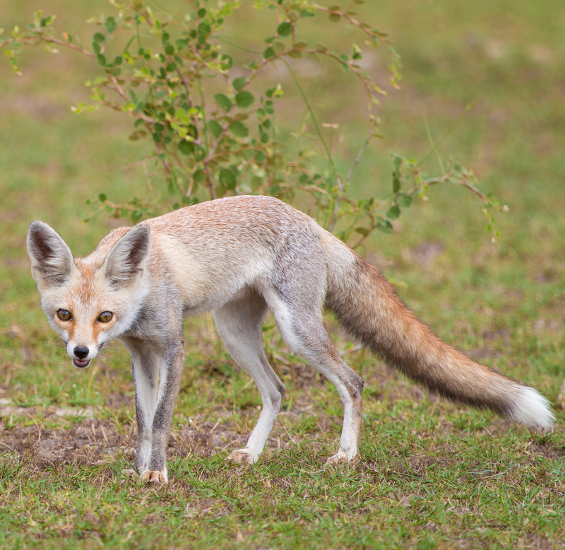 white-footed fox, desert fox (Vulpes vulpes pusilla); DISPLAY FULL IMAGE.