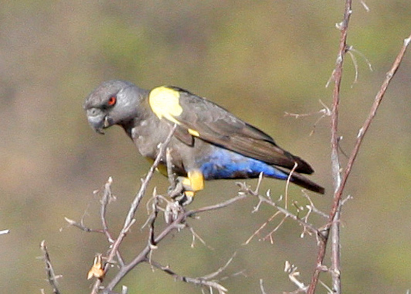 Rüppell's parrot, Rueppell's parrot (Poicephalus rueppellii); DISPLAY FULL IMAGE.