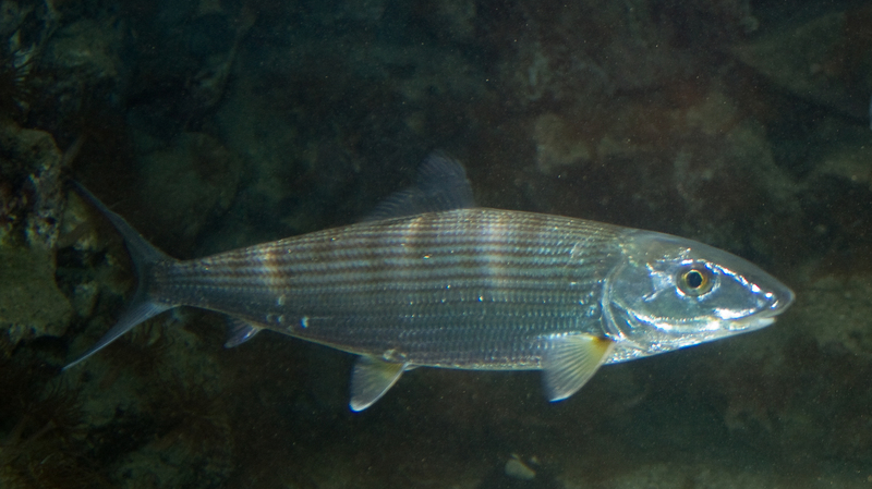 bonefish (Albula vulpes); DISPLAY FULL IMAGE.