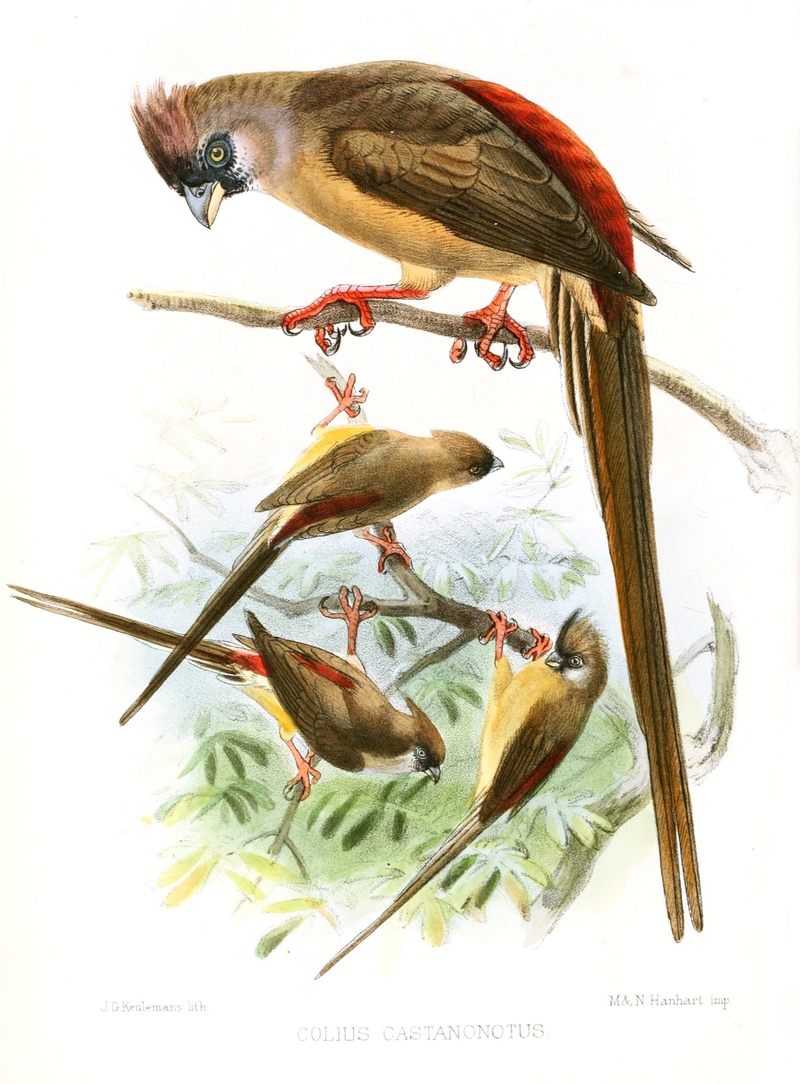 Red-backed mousebird (Colius castanotus); DISPLAY FULL IMAGE.