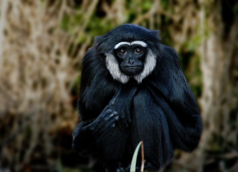 agile gibbon, black-handed gibbon (Hylobates agilis); DISPLAY FULL IMAGE.