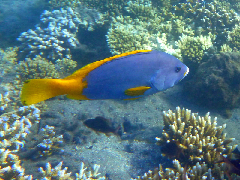 blue-and-yellow grouper (Epinephelus flavocaeruleus); DISPLAY FULL IMAGE.