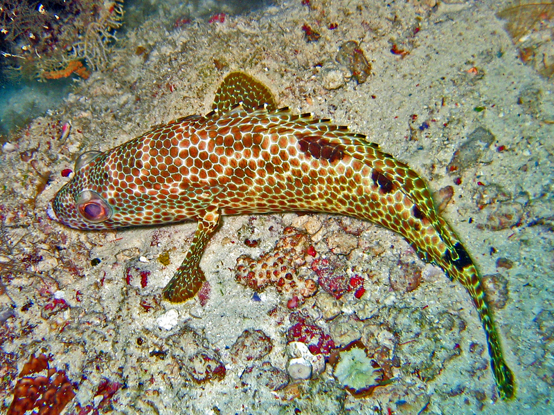 foursaddle grouper (Epinephelus spilotoceps); DISPLAY FULL IMAGE.