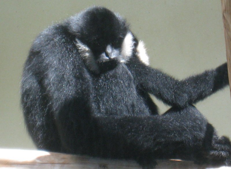 black crested gibbon (Nomascus concolor); DISPLAY FULL IMAGE.