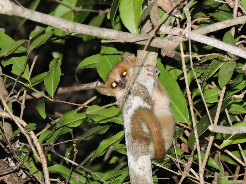 Madame Berthe's mouse lemur (Microcebus berthae); DISPLAY FULL IMAGE.