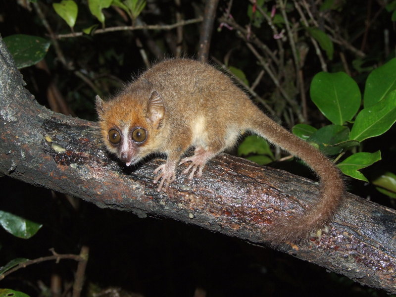 Pygmy mouse lemur (Microcebus myoxinus); DISPLAY FULL IMAGE.