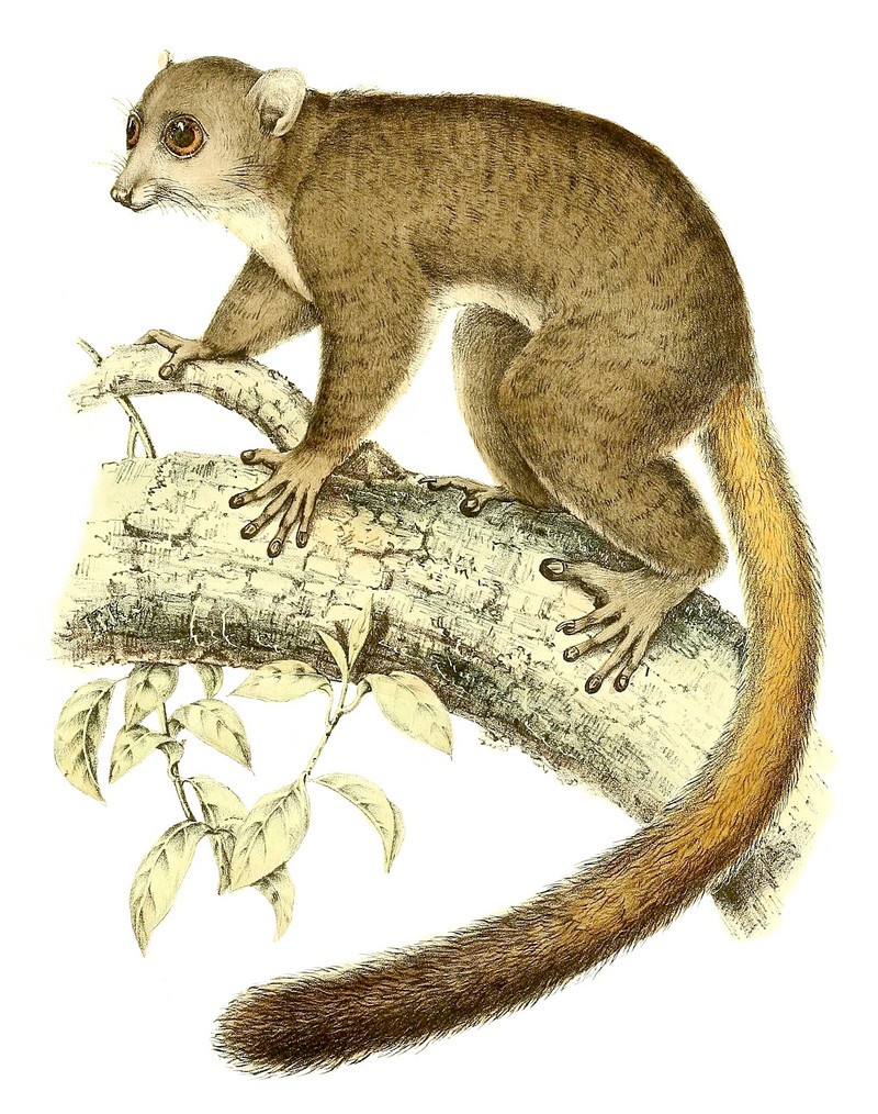 Coquerel's giant mouse lemur (Mirza coquereli); DISPLAY FULL IMAGE.