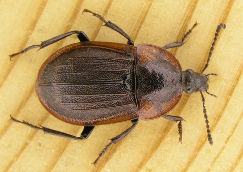 Phosphuga atrata (carrion beetle); DISPLAY FULL IMAGE.