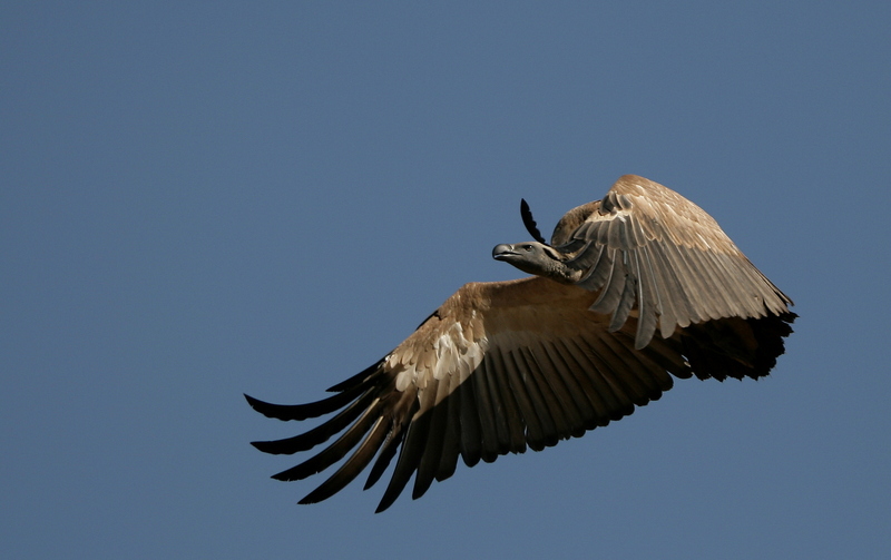 Cape griffon, Cape vulture, Kolbe's vulture (Gyps coprotheres); DISPLAY FULL IMAGE.