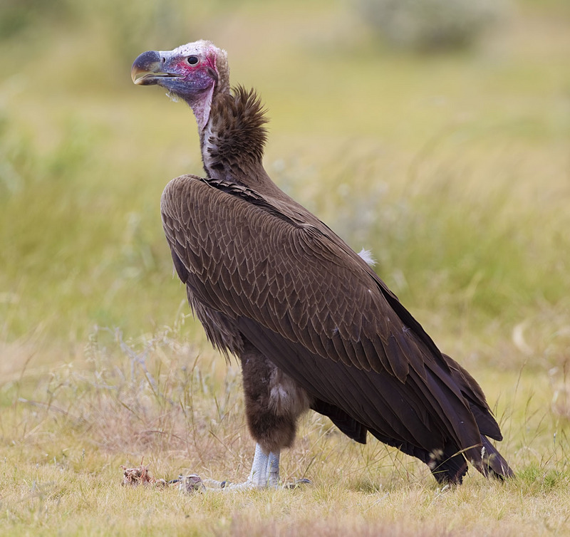Nubian vulture, lappet-faced vulture (Torgos tracheliotos); DISPLAY FULL IMAGE.