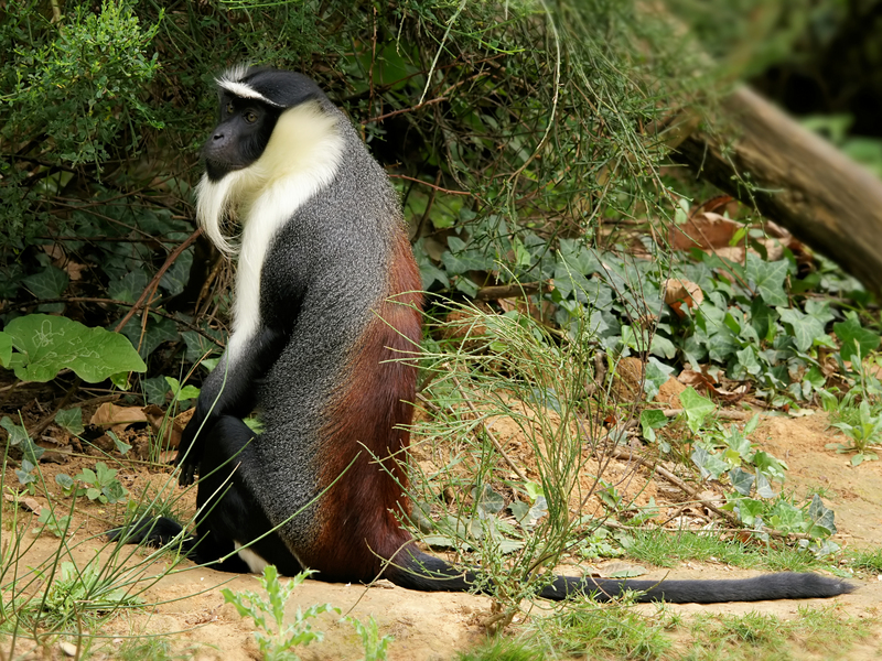 Roloway monkey (Cercopithecus roloway); DISPLAY FULL IMAGE.