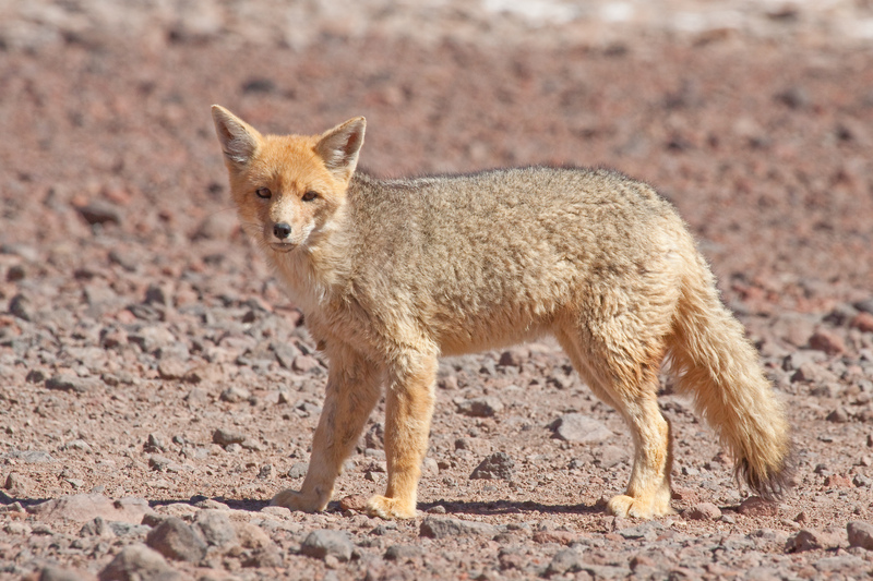 Andean fox, culpeo (Lycalopex culpaeus); DISPLAY FULL IMAGE.