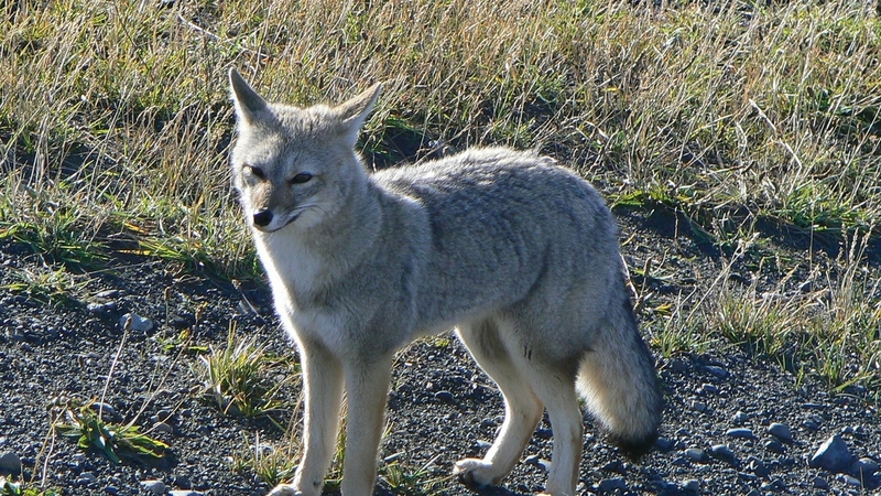 South American gray fox, grey zorro (Lycalopex griseus); DISPLAY FULL IMAGE.