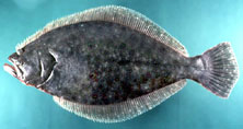 summer flounder (Paralichthys dentatus); Image ONLY