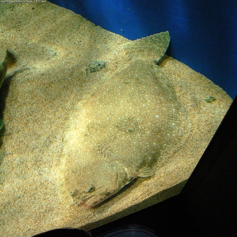 olive flounder, bastard halibut (Paralichthys olivaceus); DISPLAY FULL IMAGE.