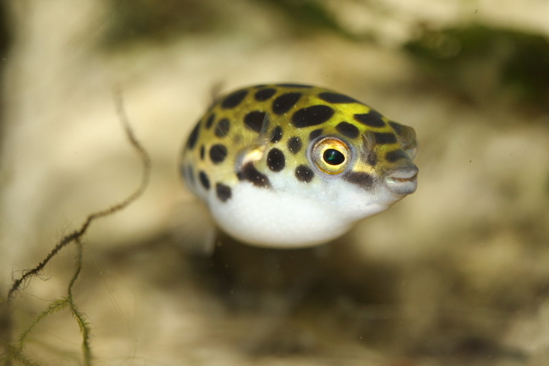 Spotted green pufferfish (Tetraodon nigroviridis); DISPLAY FULL IMAGE.