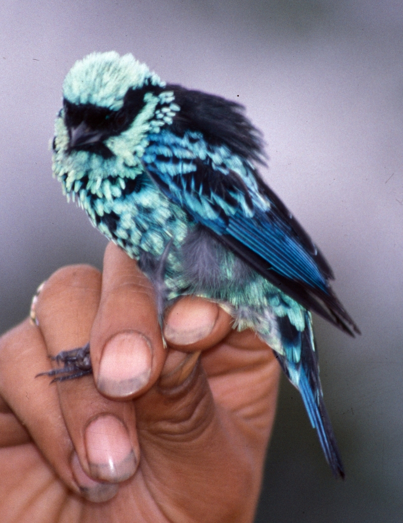 beryl-spangled tanager (Tangara nigroviridis); DISPLAY FULL IMAGE.