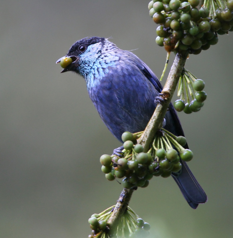 black-capped tanager (Tangara heinei); DISPLAY FULL IMAGE.