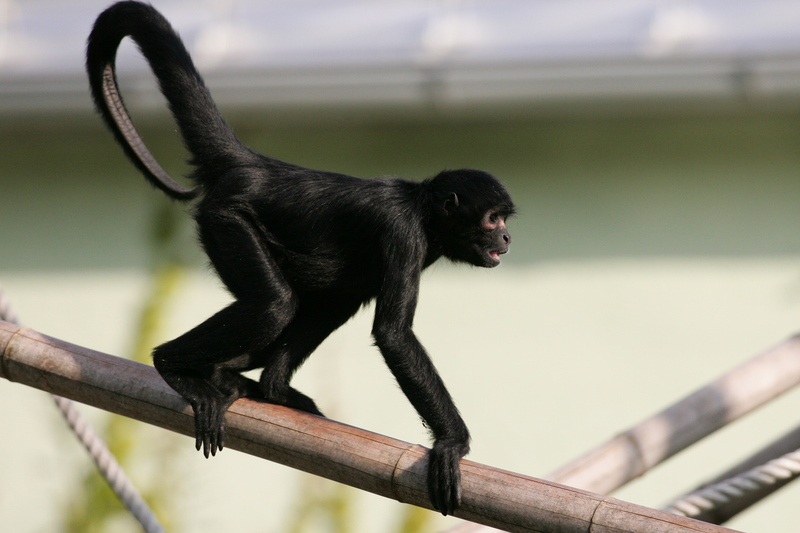 black-headed spider monkey (Ateles fusciceps); DISPLAY FULL IMAGE.