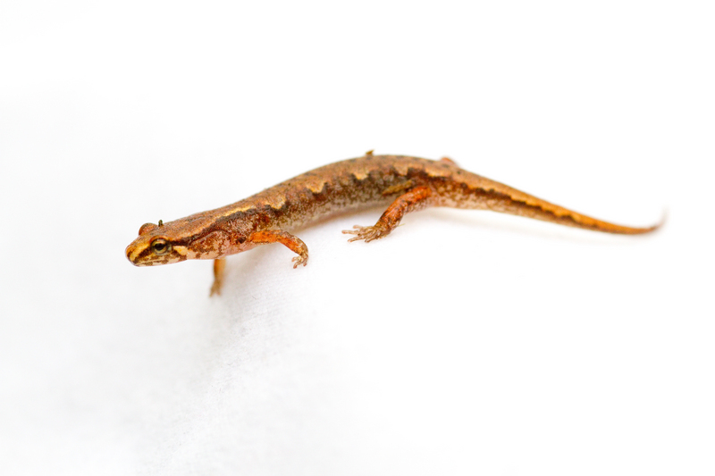 pygmy salamander, pigmy salamander (Desmognathus wrighti); DISPLAY FULL IMAGE.