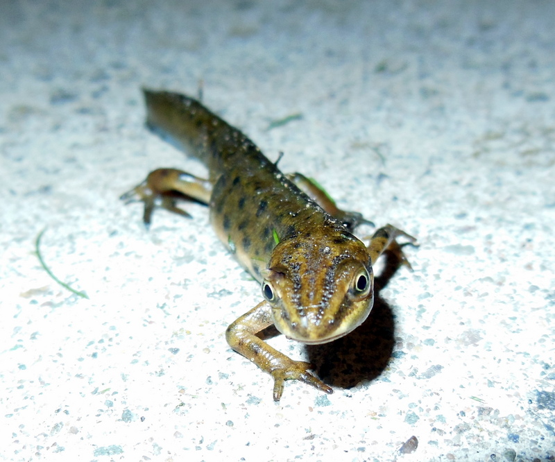 smooth newt, common newt (Lissotriton vulgaris, Triturus vulgaris); DISPLAY FULL IMAGE.