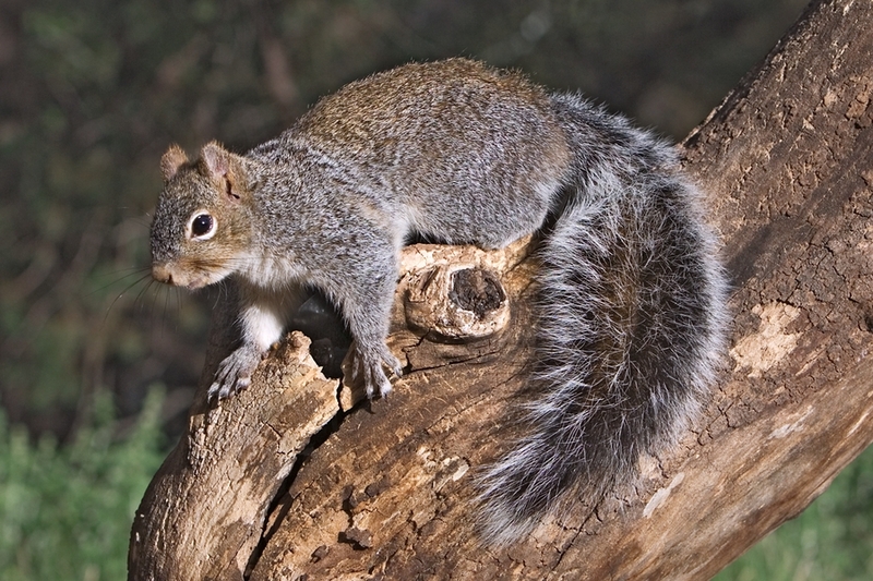 Arizona gray squirrel (Sciurus arizonensis); DISPLAY FULL IMAGE.