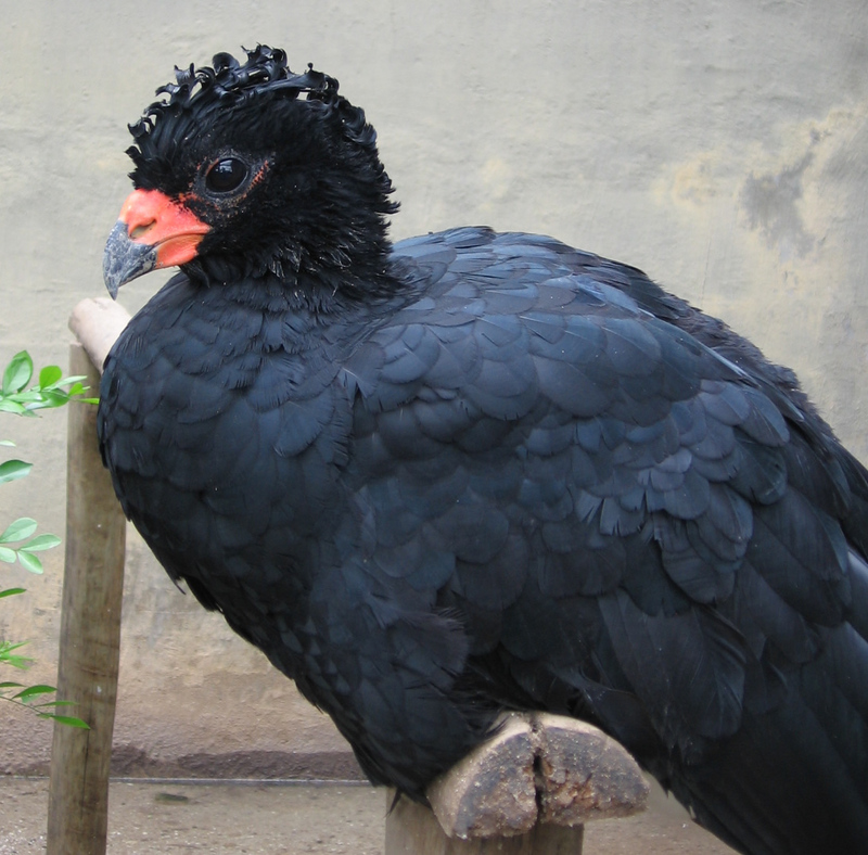 Red-billed curassow, red-knobbed curassow (Crax blumenbachii); DISPLAY FULL IMAGE.