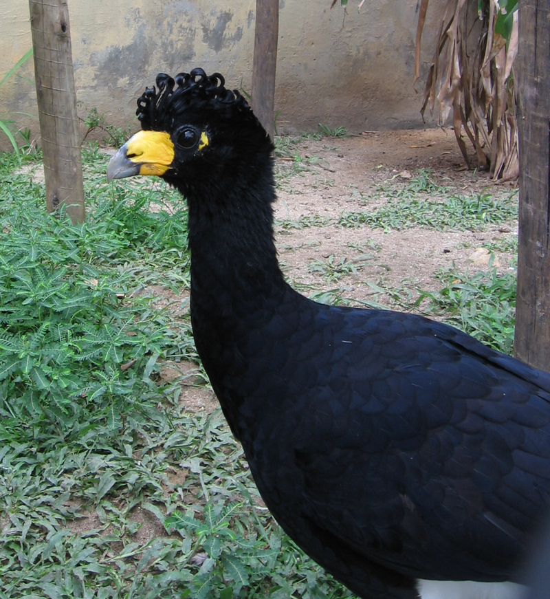 Smooth-billed curassow, black curassow (Crax alector); DISPLAY FULL IMAGE.