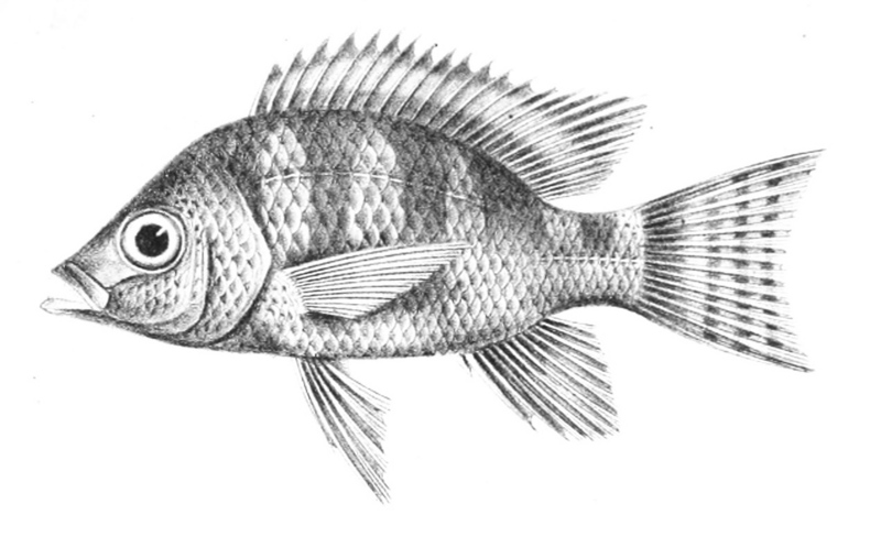 Ptychochromis oligacanthus; DISPLAY FULL IMAGE.