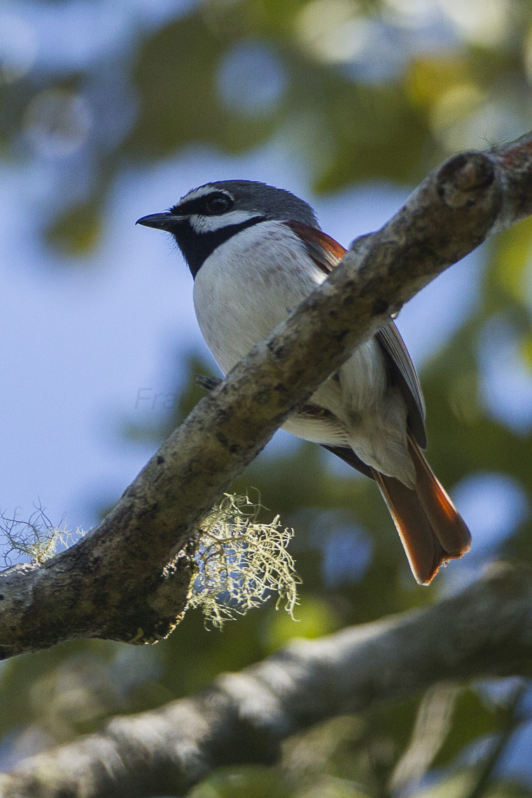 red-tailed vanga (Calicalicus madagascariensis); Image ONLY
