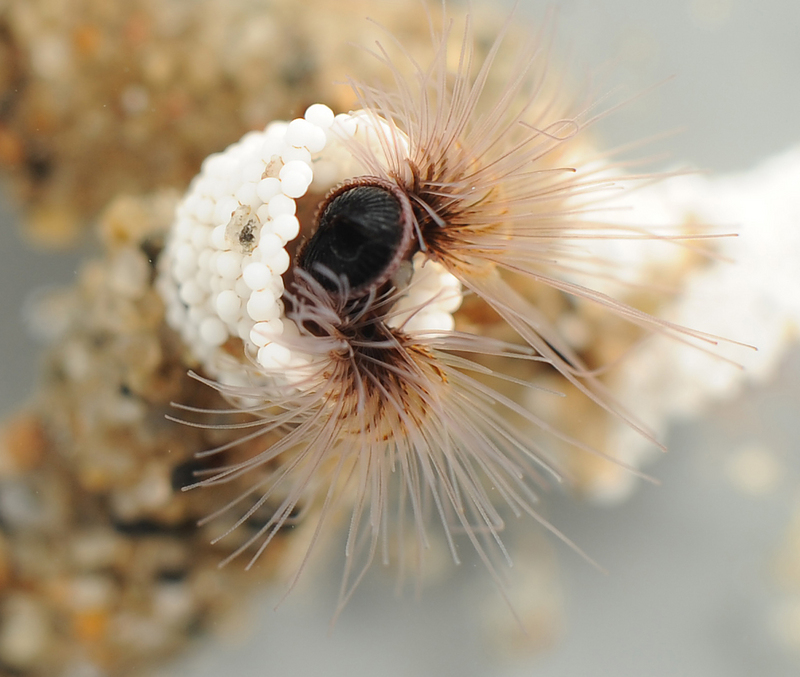 sandcastle worm, honeycomb tube worm (Phragmatopoma californica); DISPLAY FULL IMAGE.