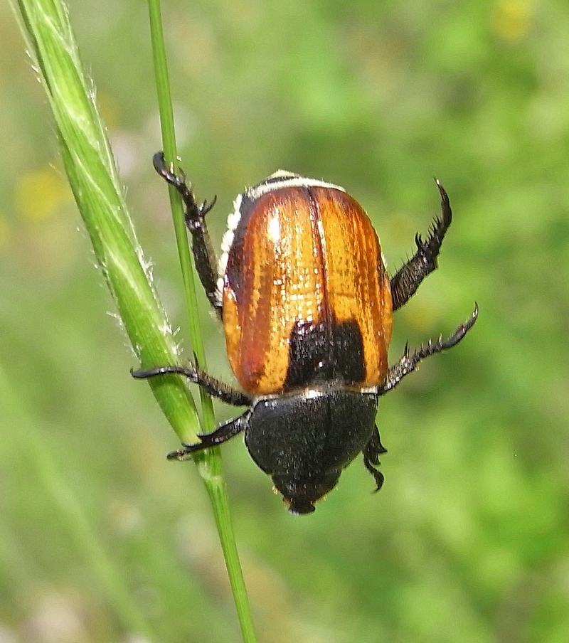 Anisoplia austriaca (wheat grain beetle); DISPLAY FULL IMAGE.