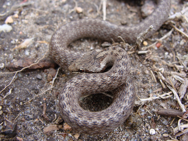 Riccioli's snake, southern smooth snake (Coronella austriaca); DISPLAY FULL IMAGE.
