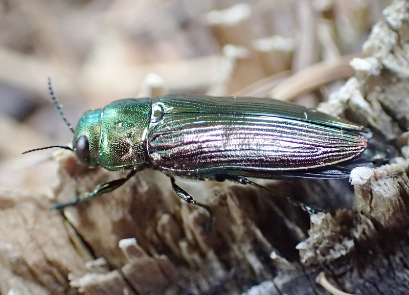 Eurythyrea austriaca (jewel beetle); DISPLAY FULL IMAGE.
