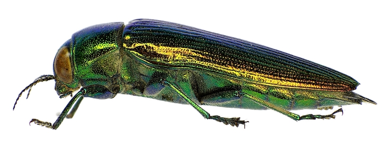 Eurythyrea micans (jewel beetle); DISPLAY FULL IMAGE.
