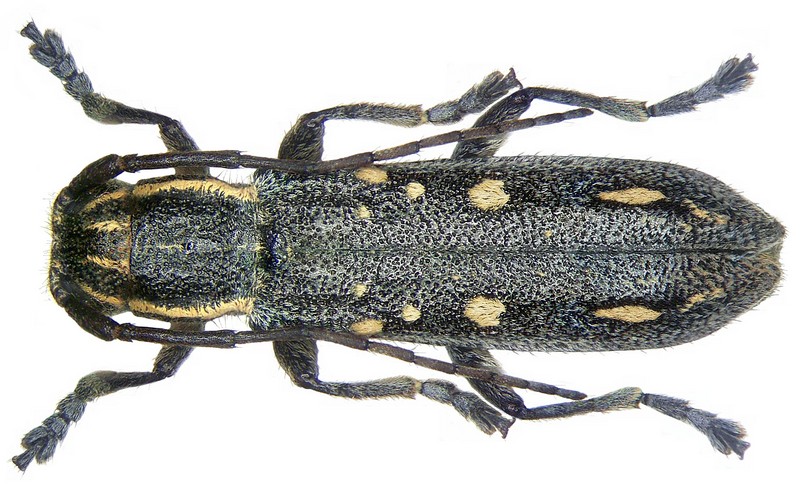 Saperda quercus (longhorn beetle); DISPLAY FULL IMAGE.